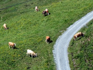 vaquinhas alpinistas e seus sinos