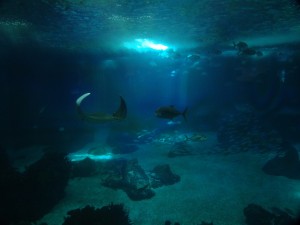 Oceanário de Lisboa